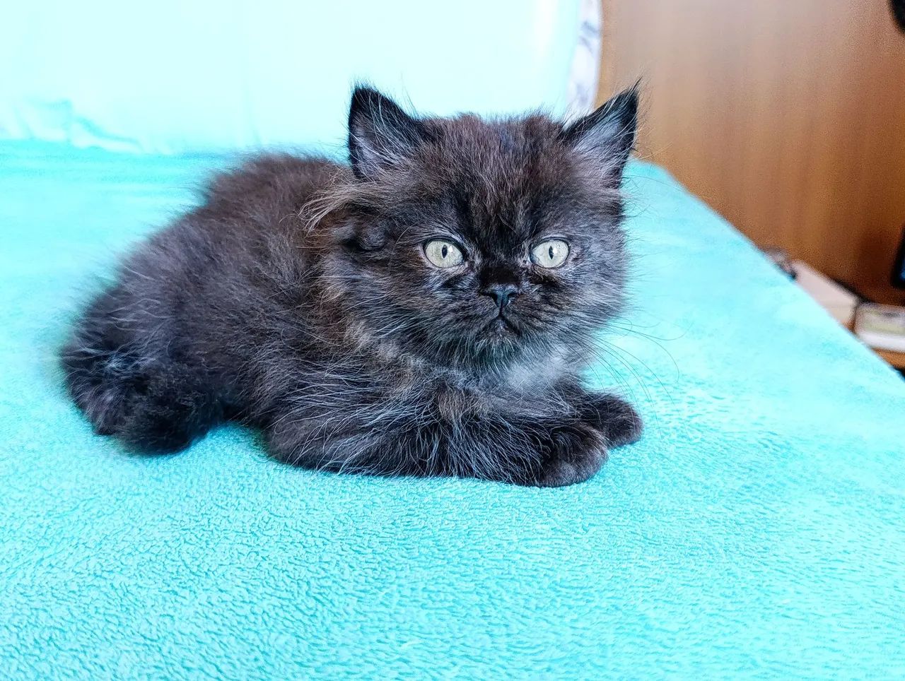 Gato persa macho com pedigree 