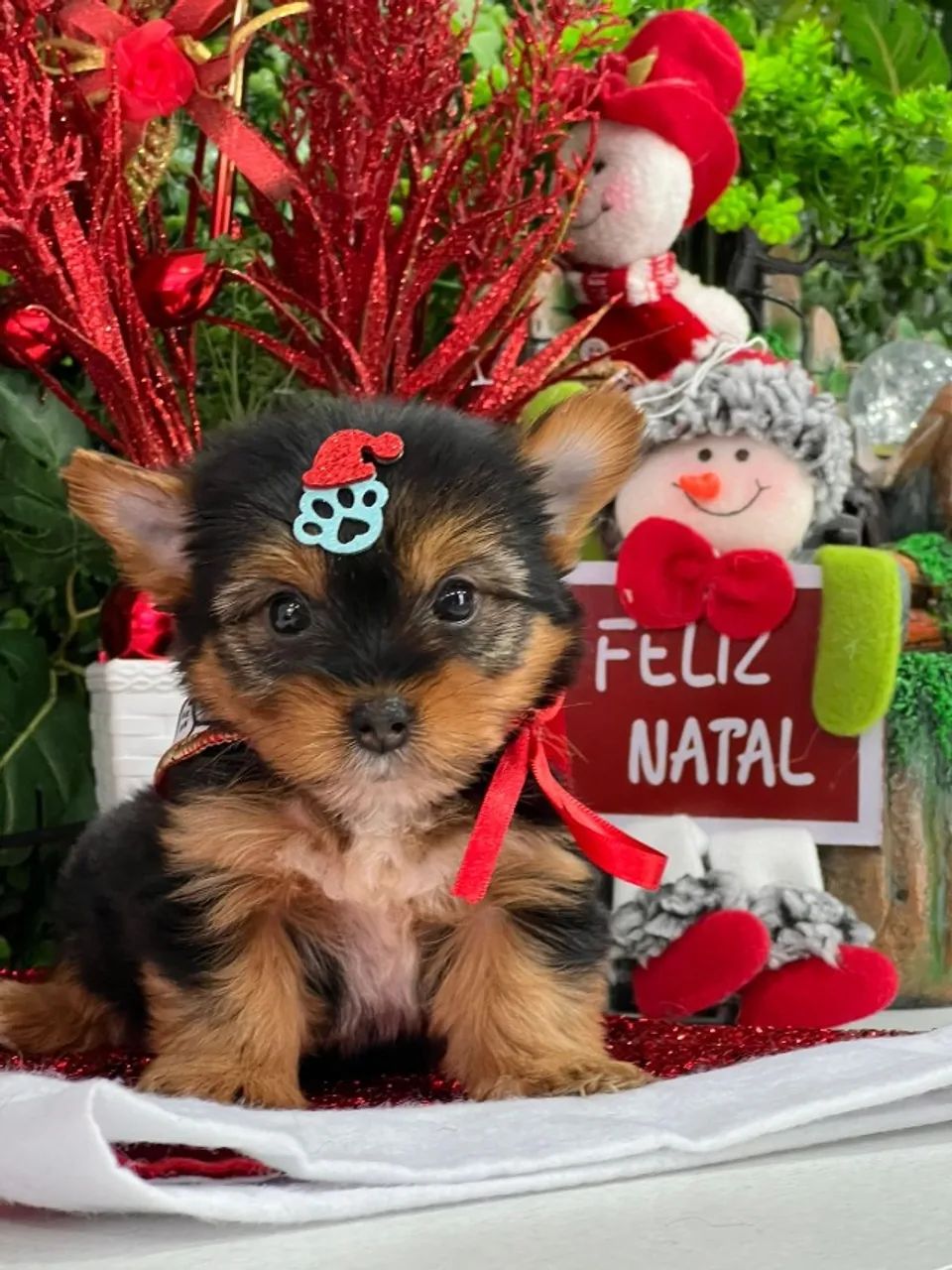 Terrier Filhote Yorkshire Toy Olx Filhote Disponível Yorkshire