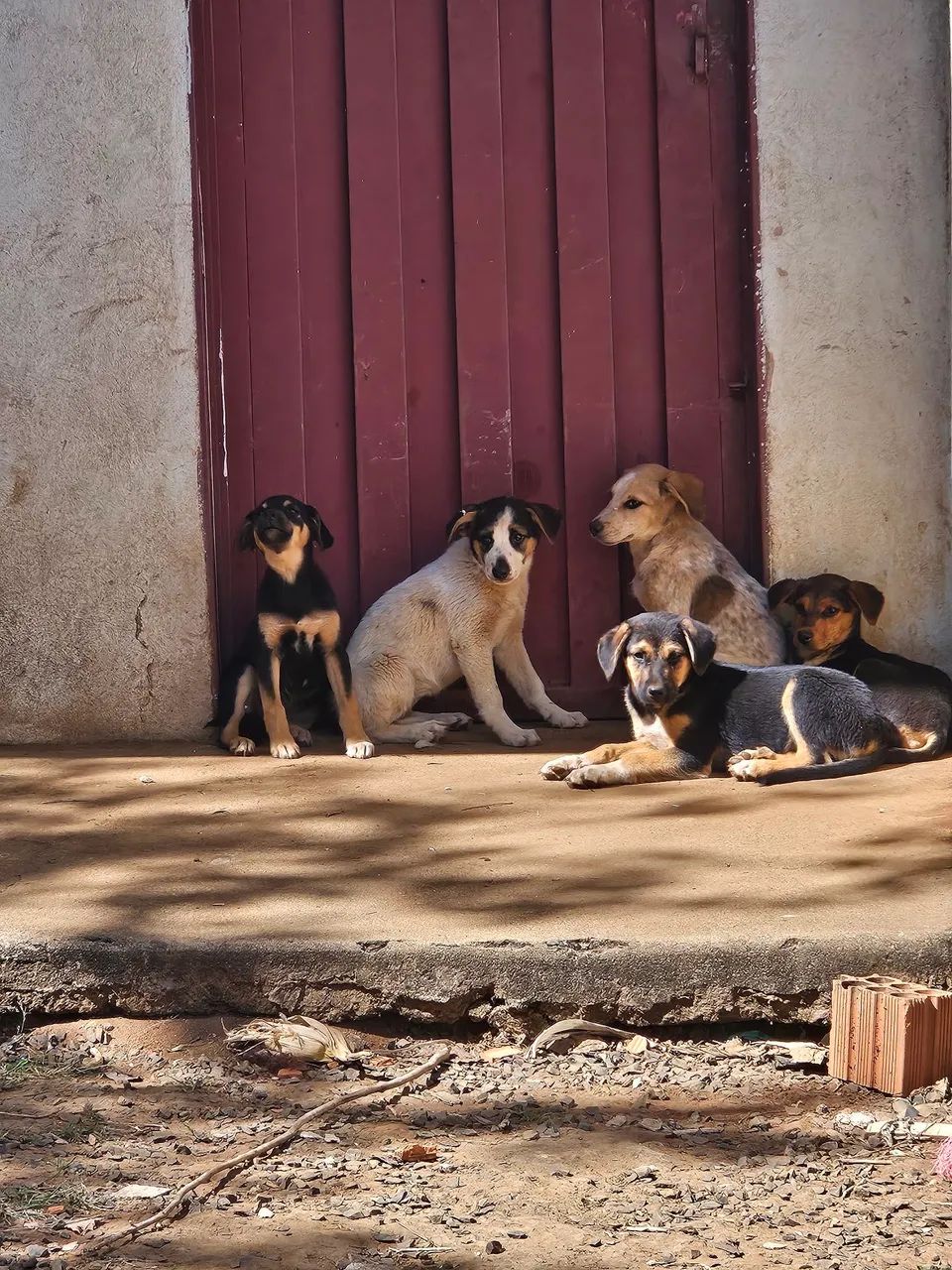  filhotes de cachorro para adoção