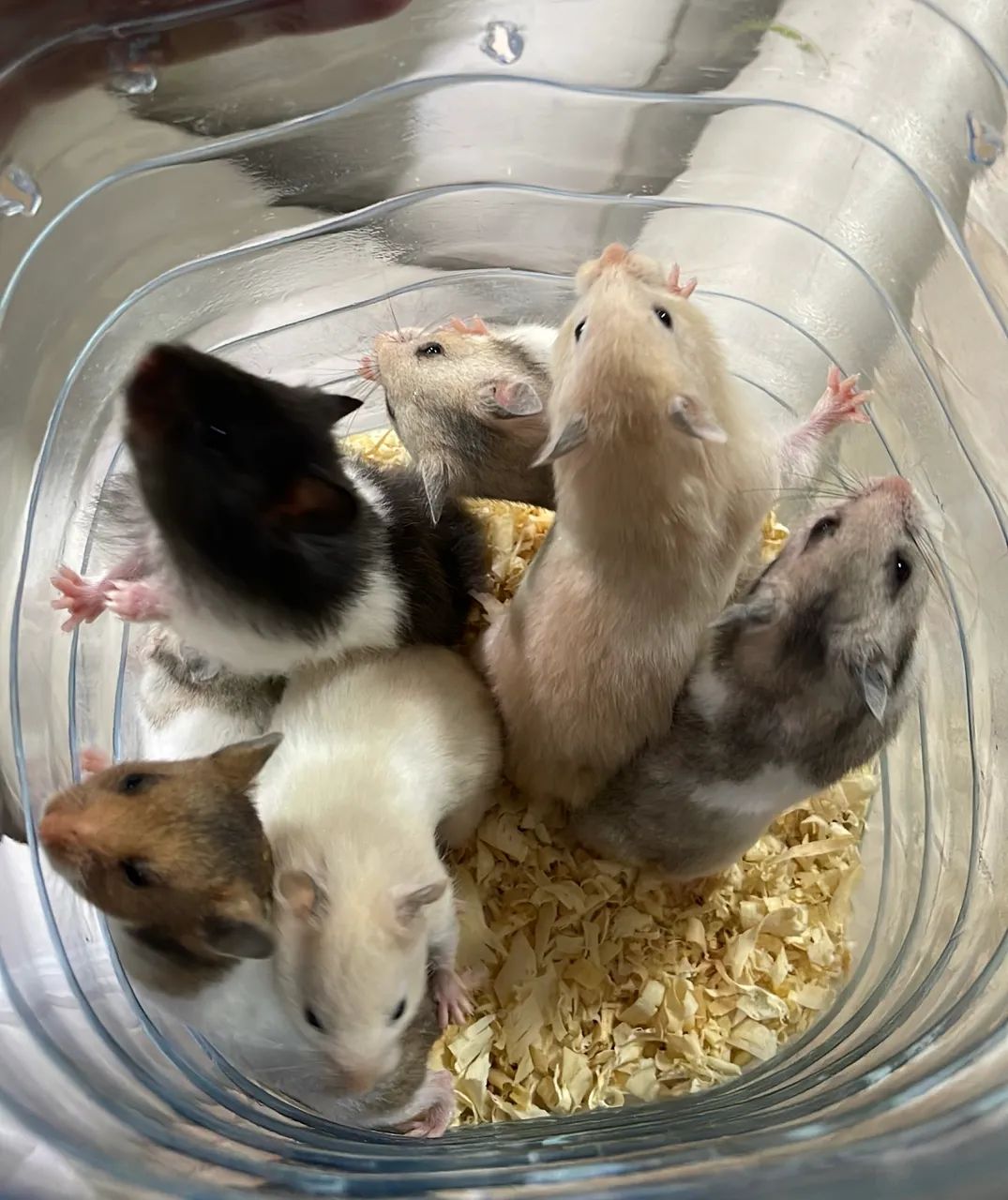 Hamster Sirio  - Foto 3