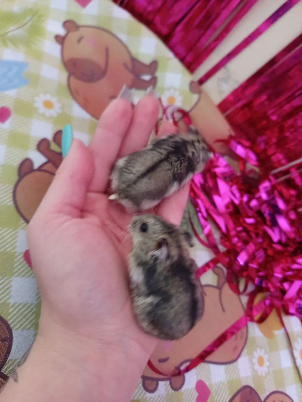 Hamster anão russo filhote  - Foto 3