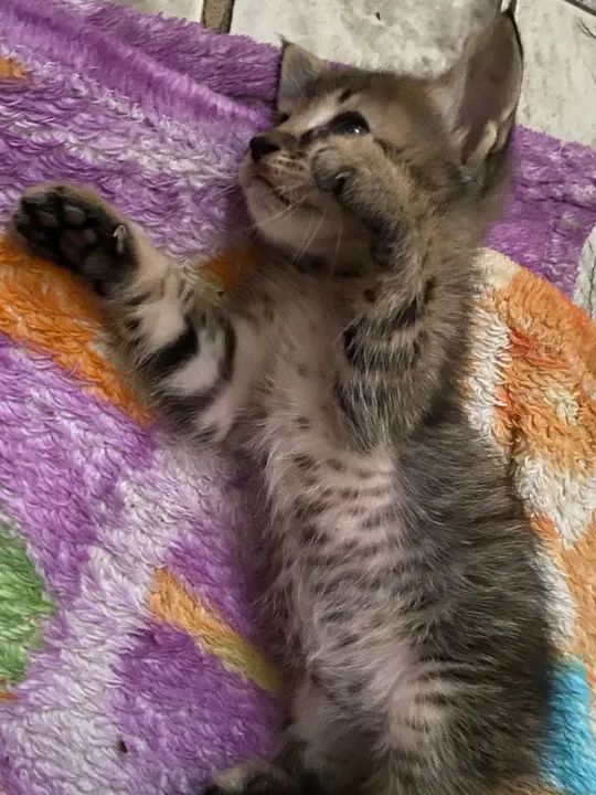 Quatro lindos gatinhos a espera de um lar  - Foto 4