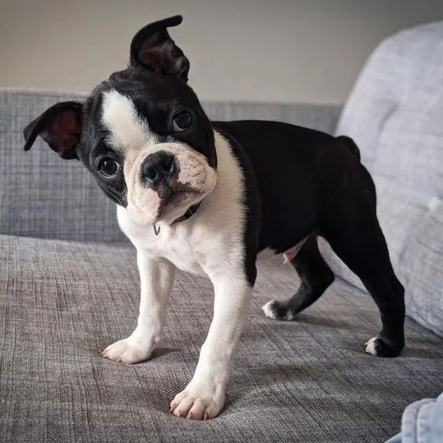 Boston Terrier - Amor e Energia de sobra 