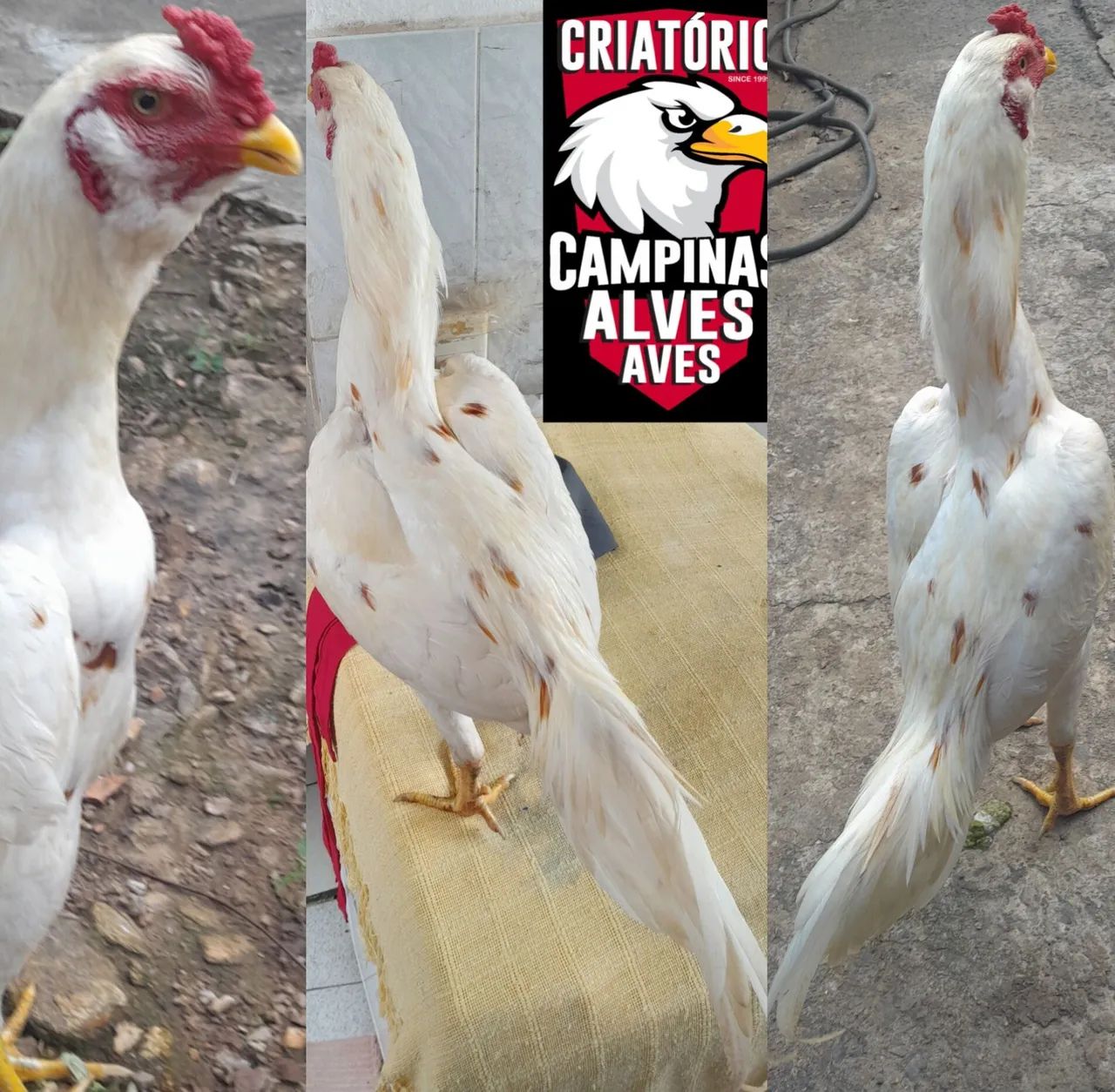 Frango Mura Barbudo Pintado - Foto 3