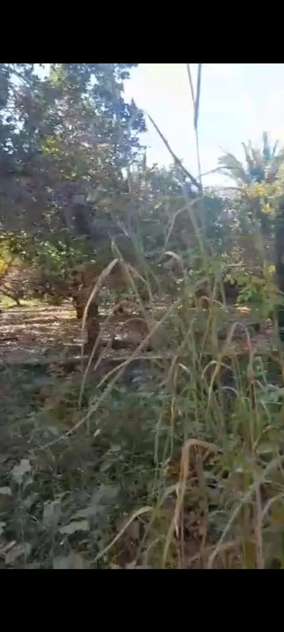 Terreno ha 13 km de Timon , estrada para caxias