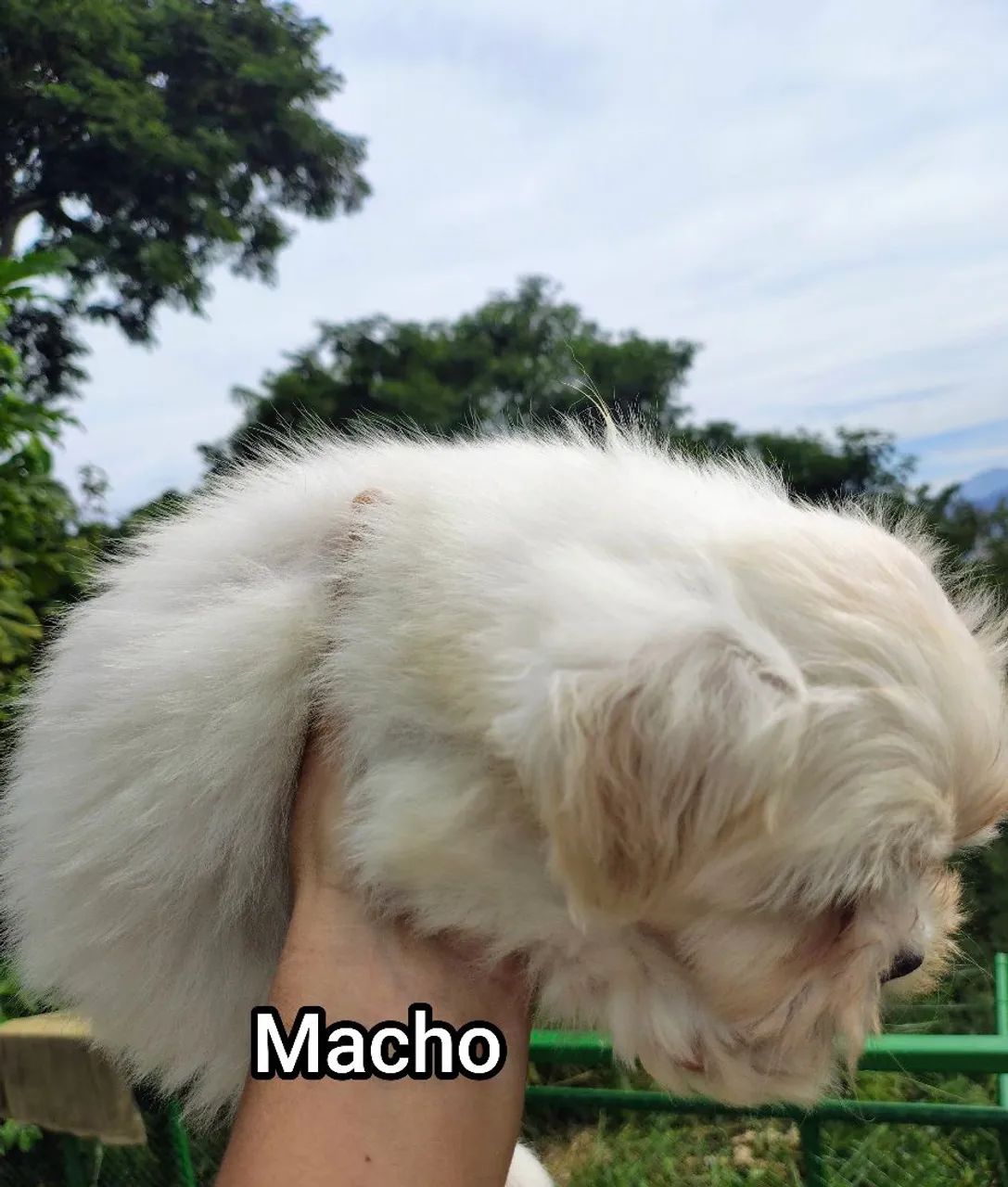 Filhotes de Lhasa Apso - Foto 5
