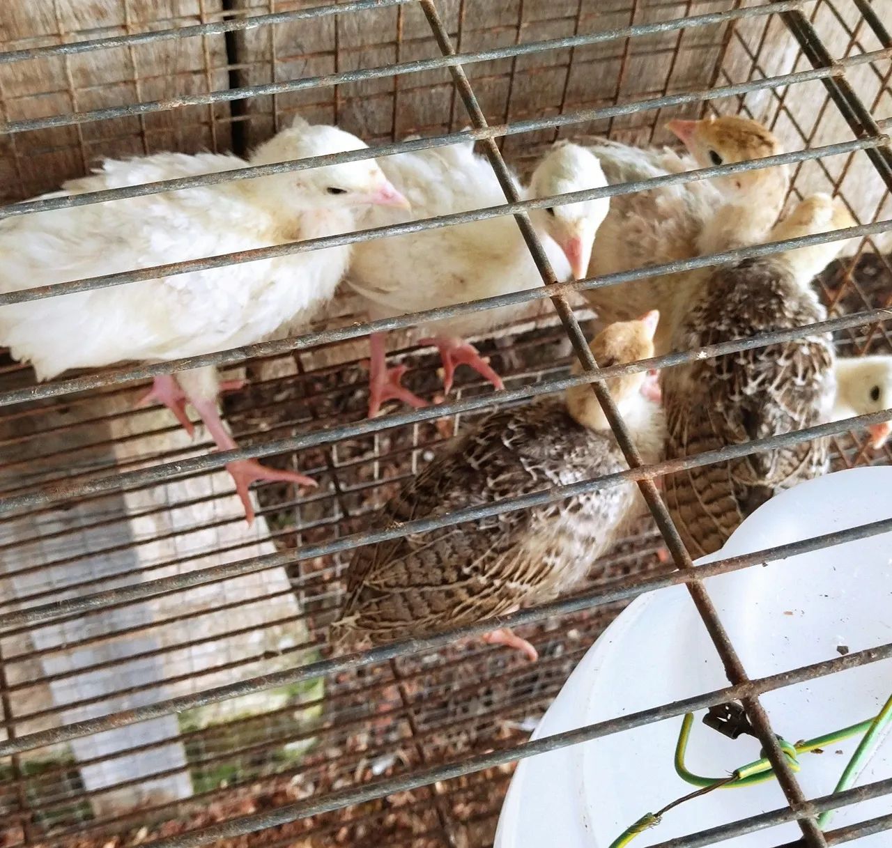 Filhotes de peru  - Foto 3