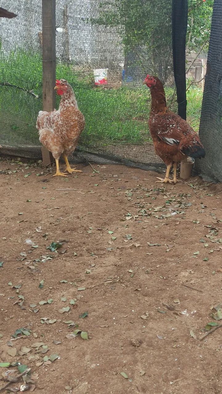 Aves da raça GSB disponíveis para venda - Foto 2