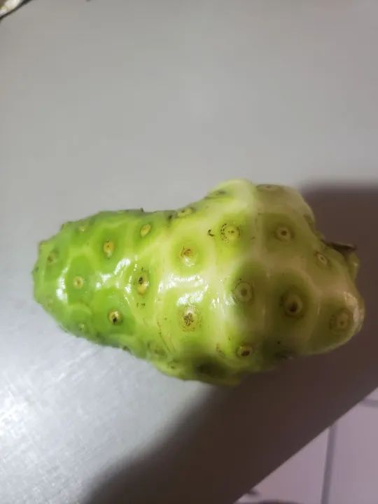 Noni fresco para venda