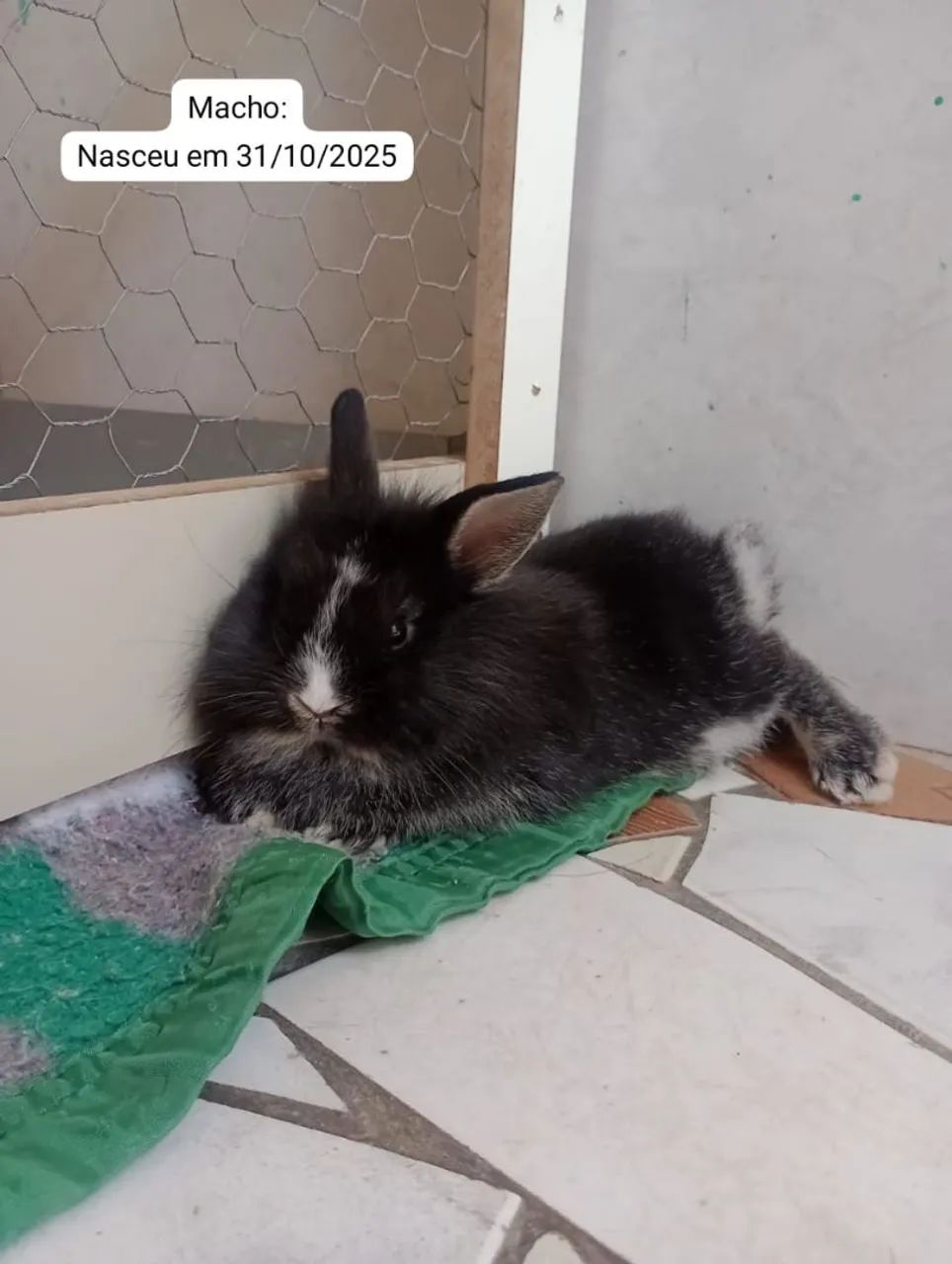 Mini coelhos 