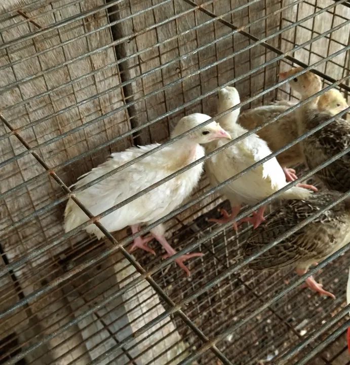 Filhotes de peru  - Foto 4