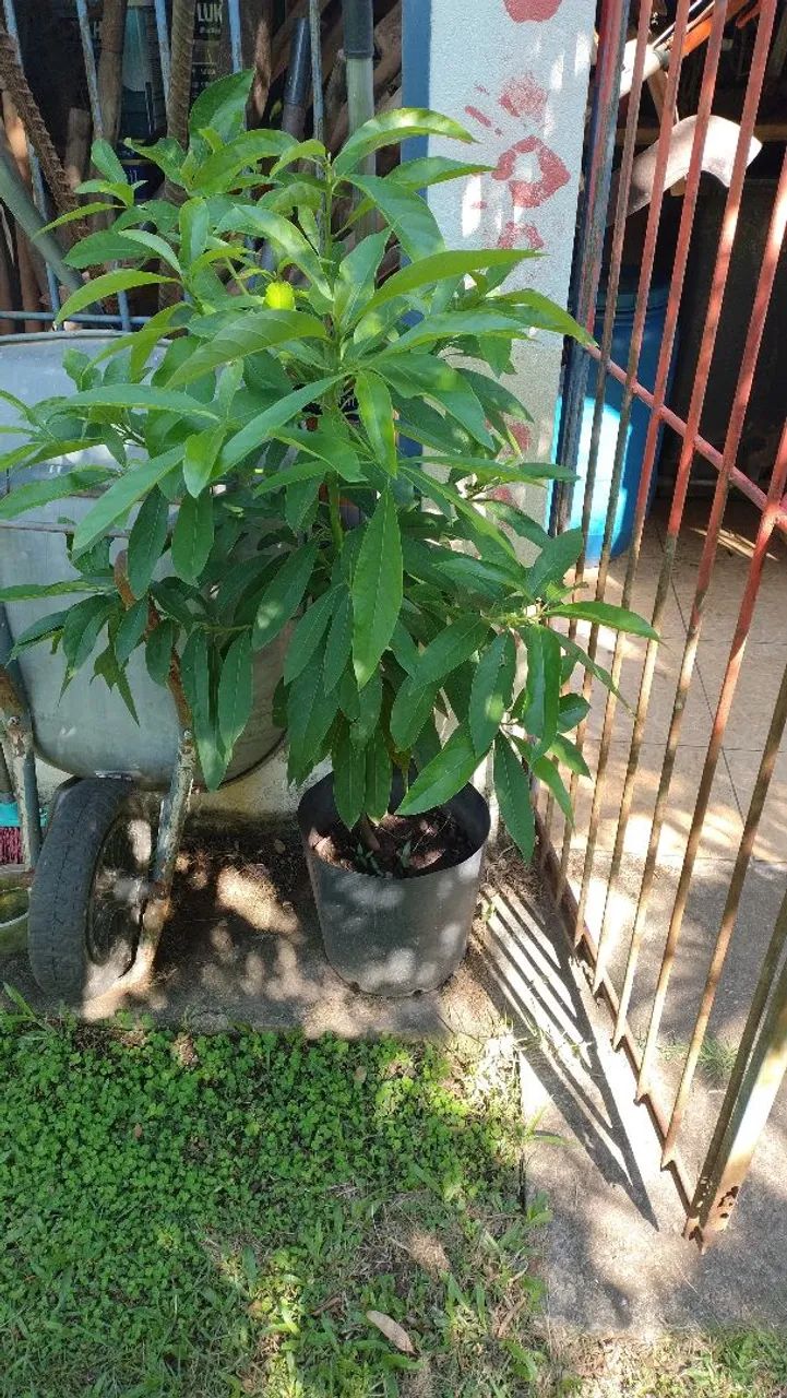 Mudinhas de plantas - Foto 4