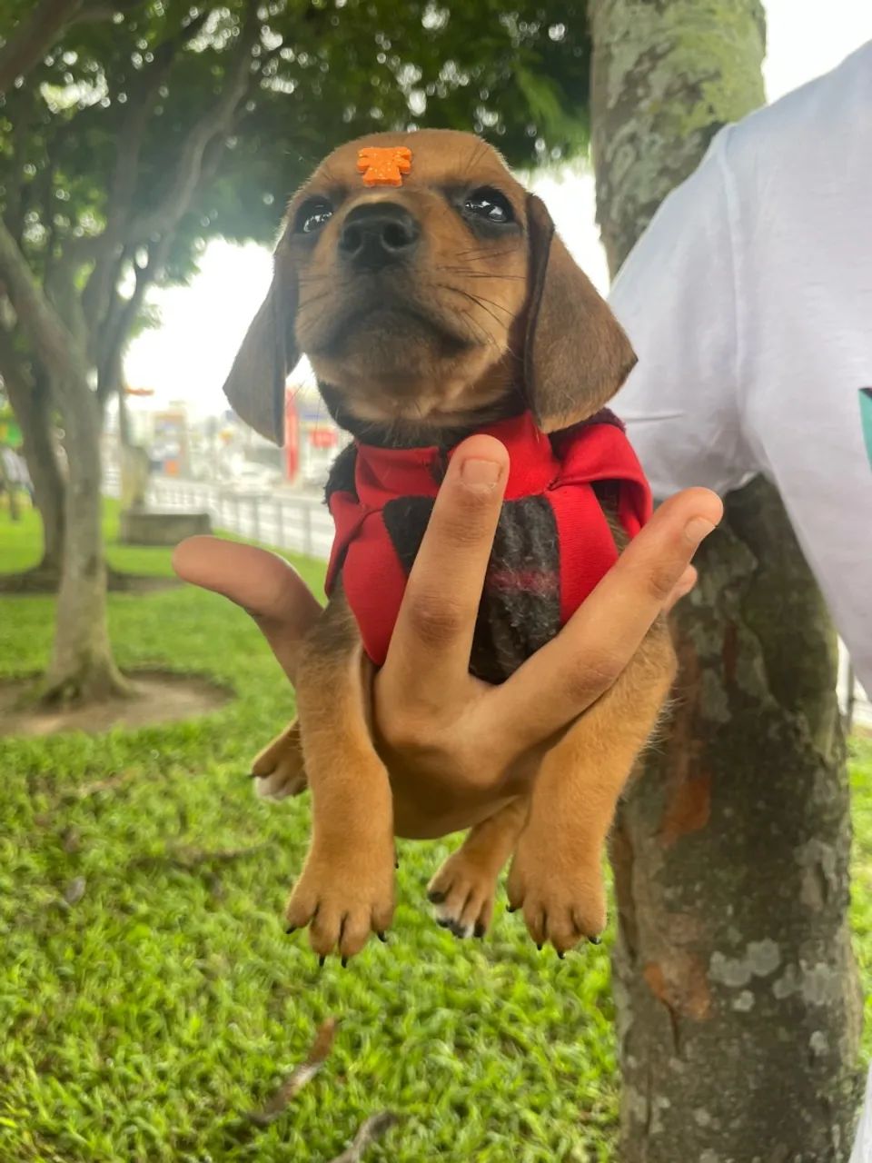 Filhote de Terkel basset salsicha - Foto 3