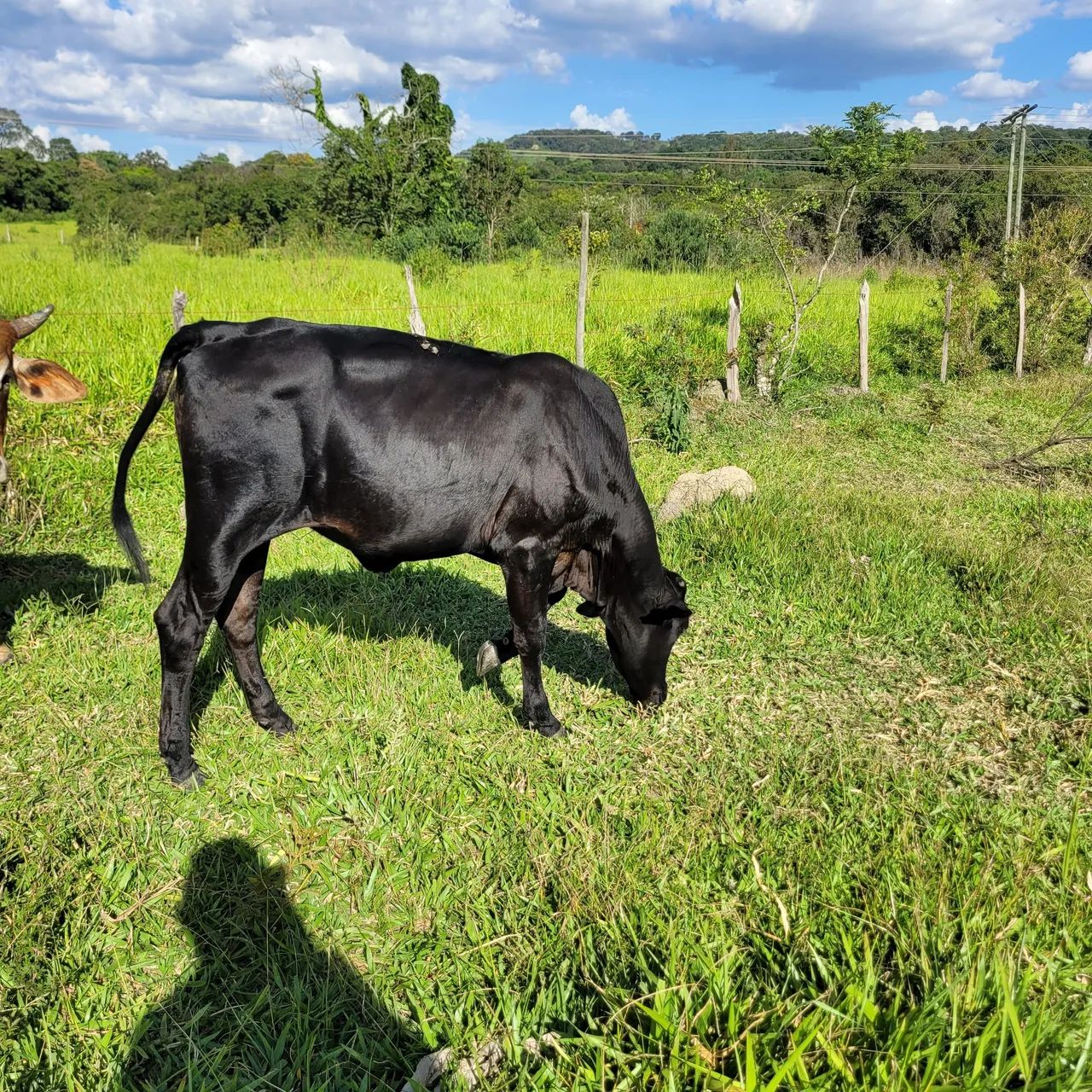 Novilhas para venda - Foto 6