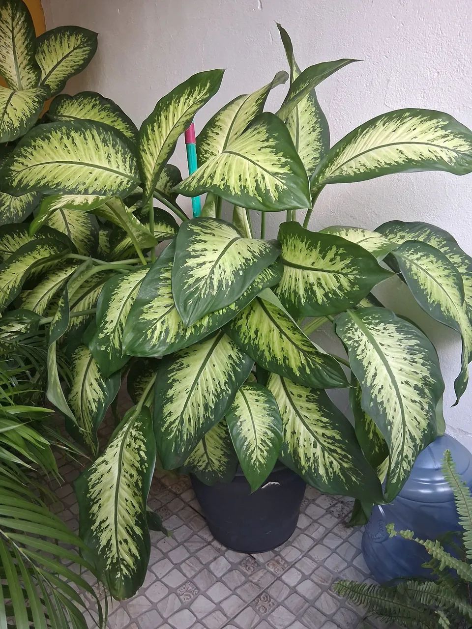 Lindas plantas e enormes  - Foto 6