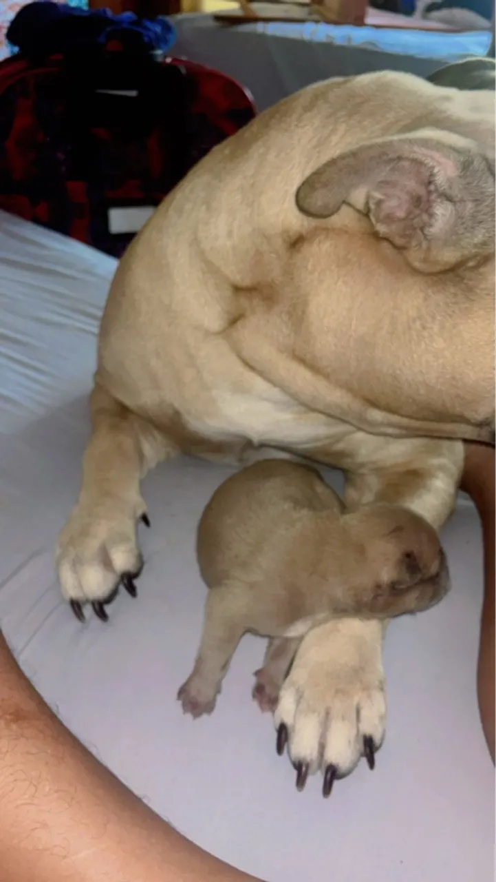 Filhotes de pitbull e american bully