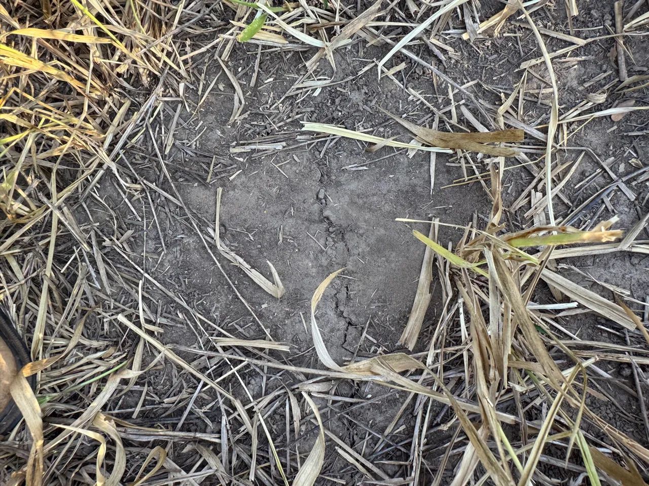 Faz 86 Alq 60 Alq de Pasto toda plena na br153 dos dois lados  - Foto 3