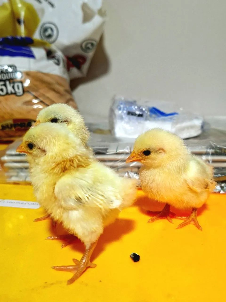 Pintinhos de serama da malásia  - Foto 4