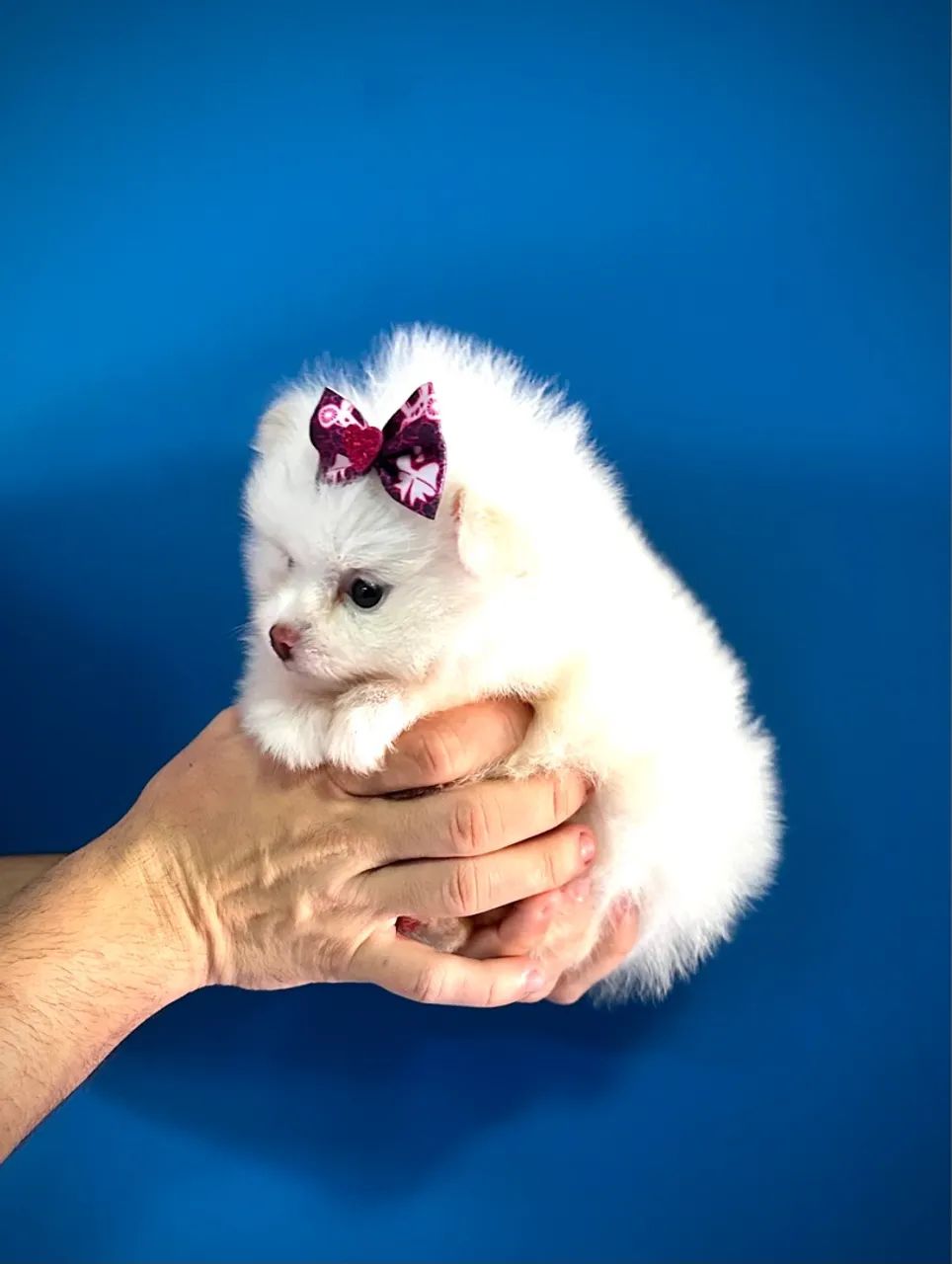 Lulu da pomerânia - fêmea 