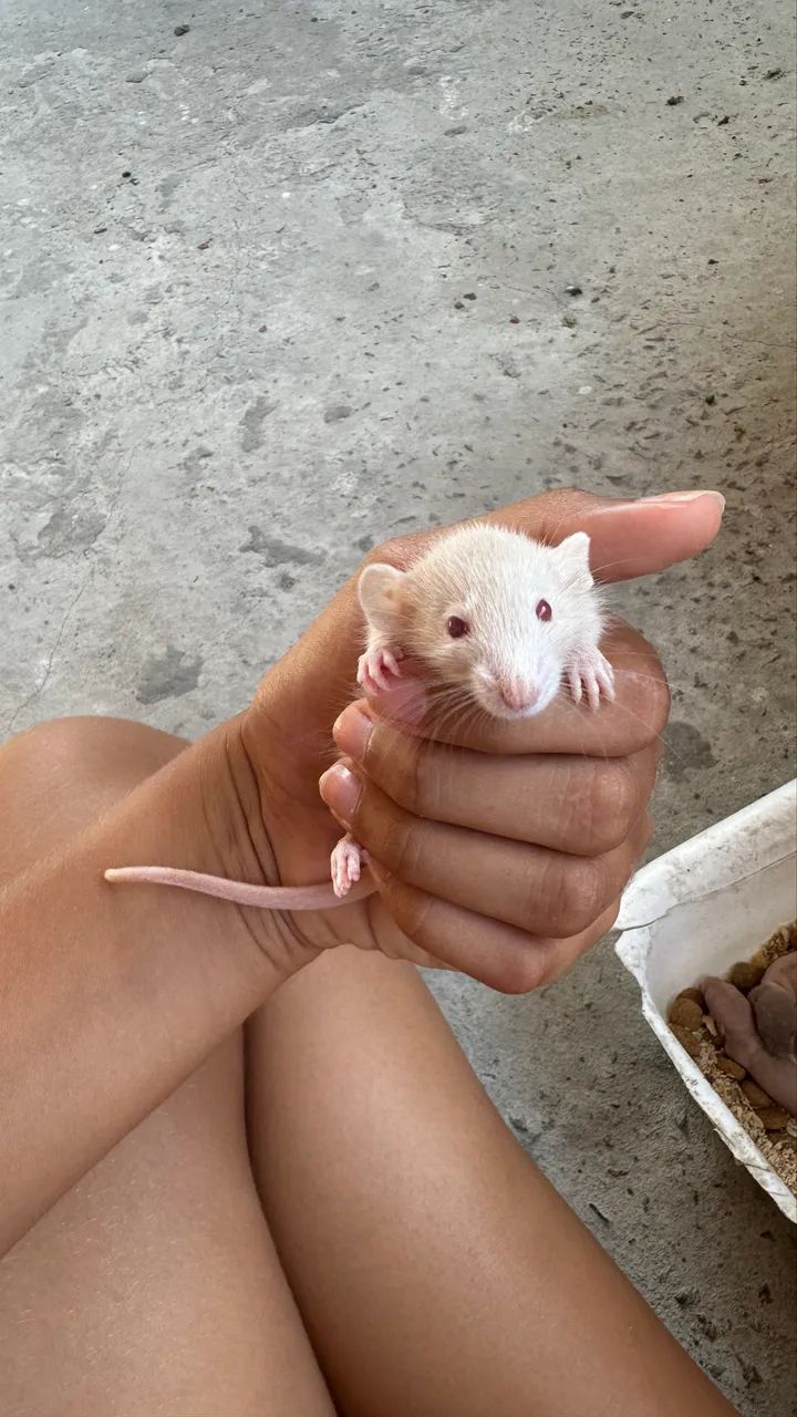 rato twister laboratório 