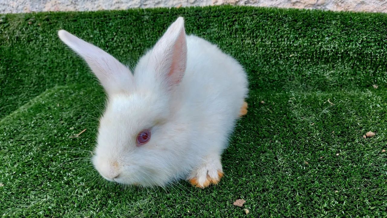 Coelho Angorá e N.Z - Foto 2