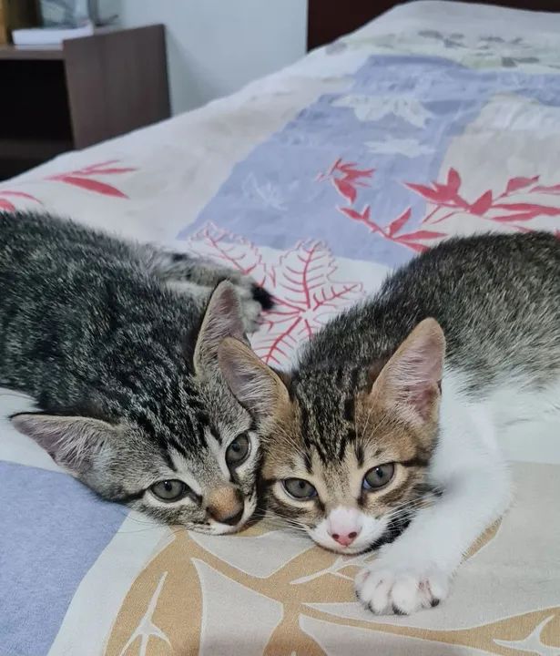 Mãezinha e filhotinhas fêmeas  - Foto 3