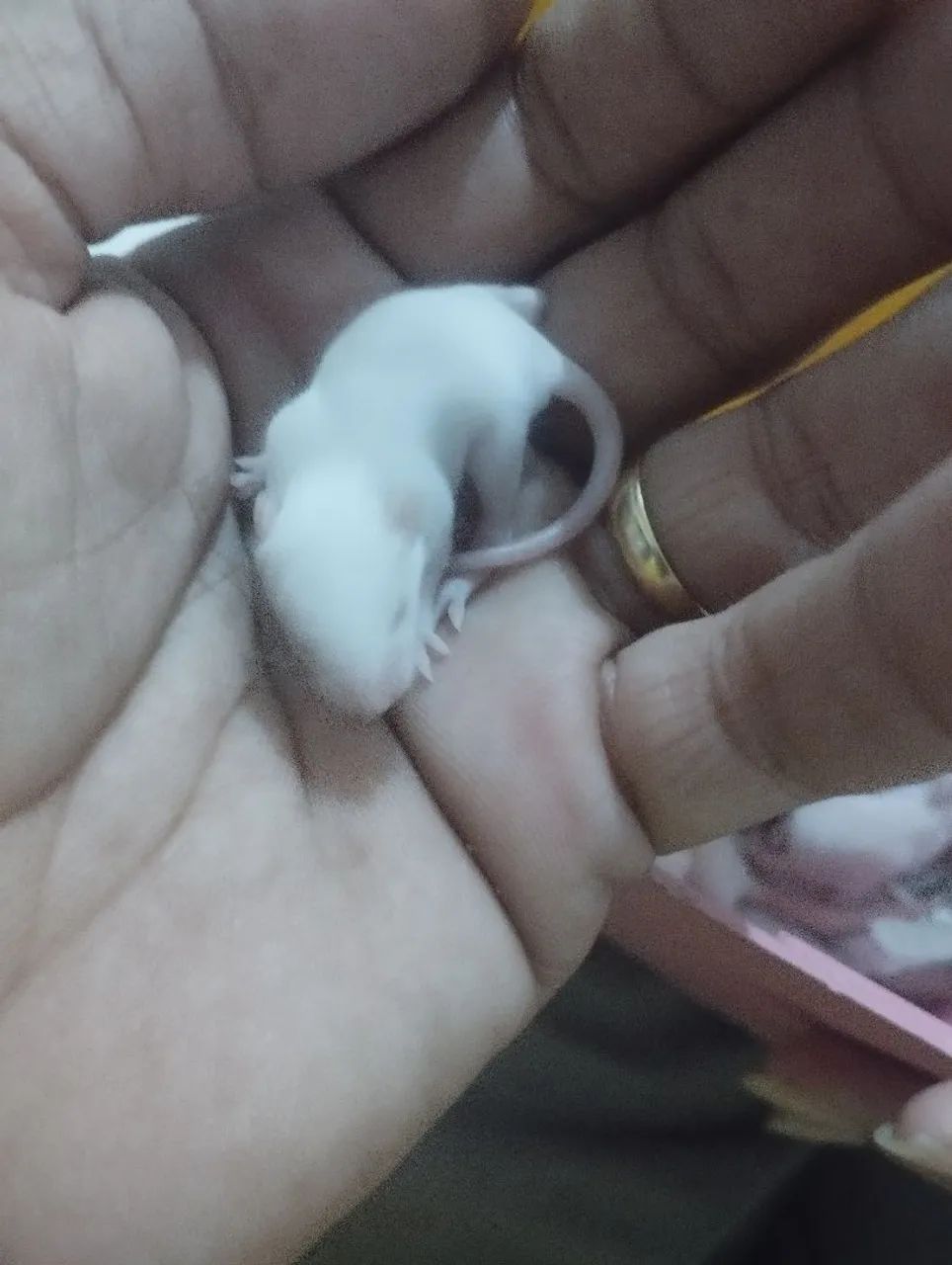 Ratos Twister e camundongos  - Foto 4