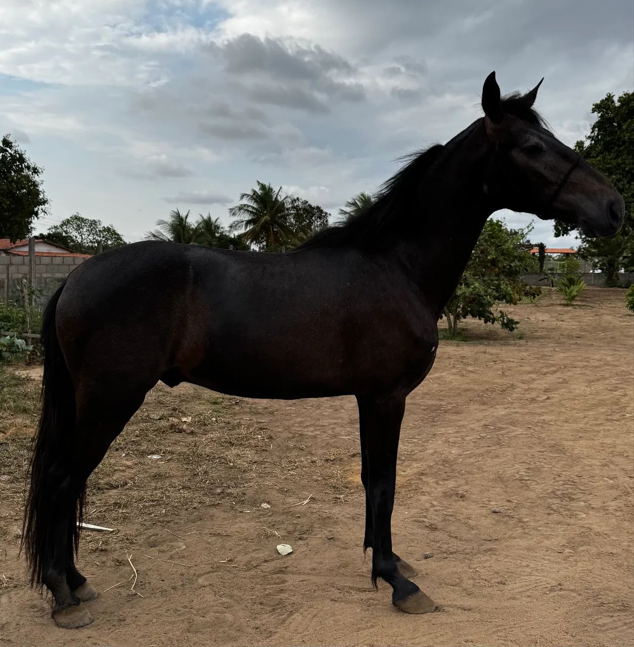 Cavalo mangolino