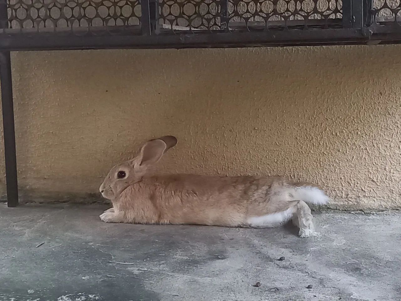 Vende-se Coelho - Foto 3