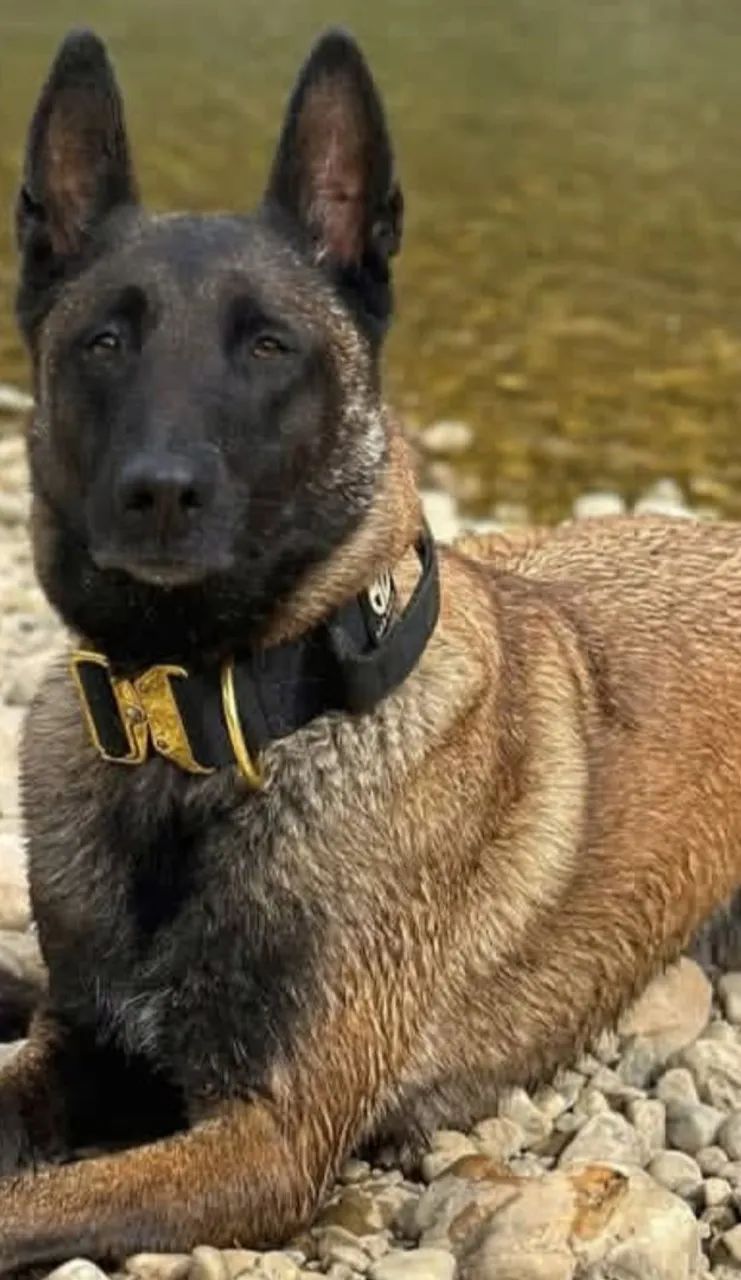 Filhote de Pastor Belga Malinoar  - Foto 5