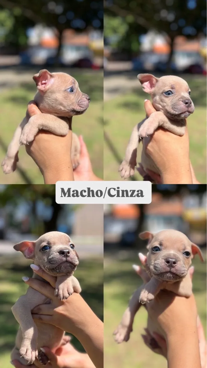 Filhote de Pitbull Macho/Cinza
