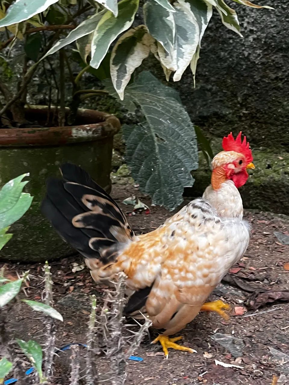 Frango garnisé  - Foto 2