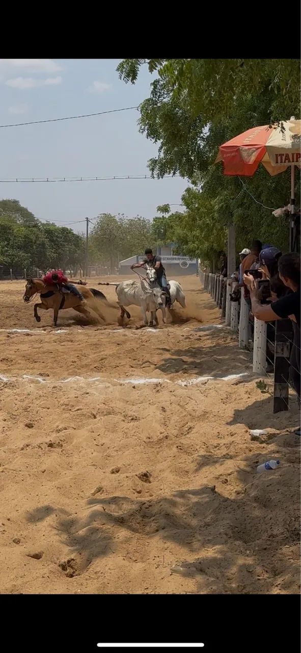 Cavalo de vaquejada - Foto 5
