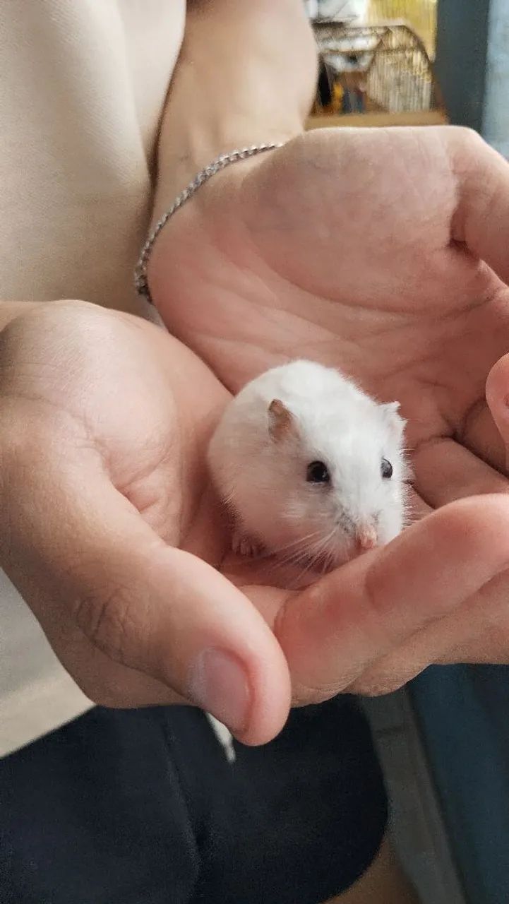 Hamster 