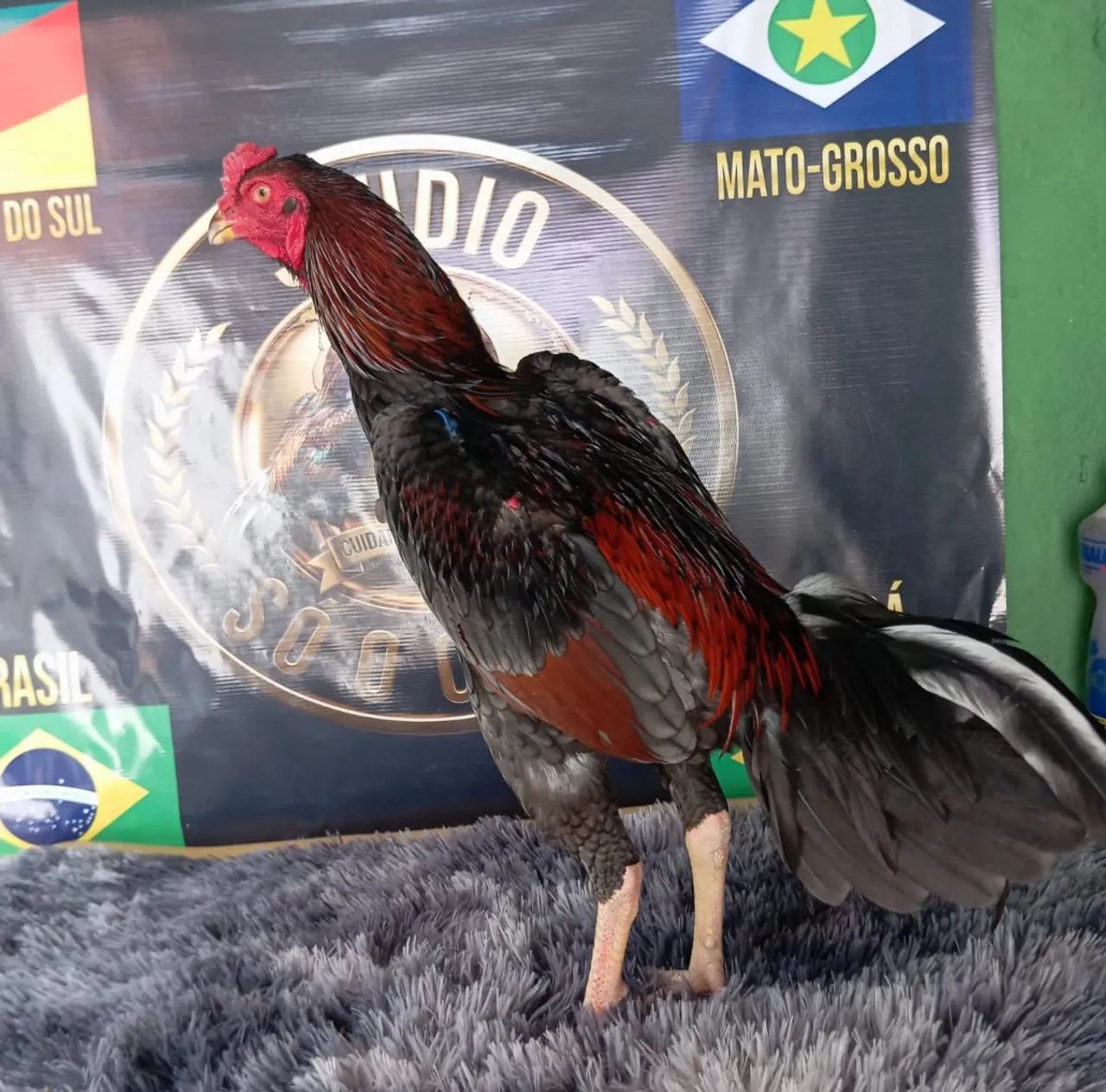 Aves  - Foto 2