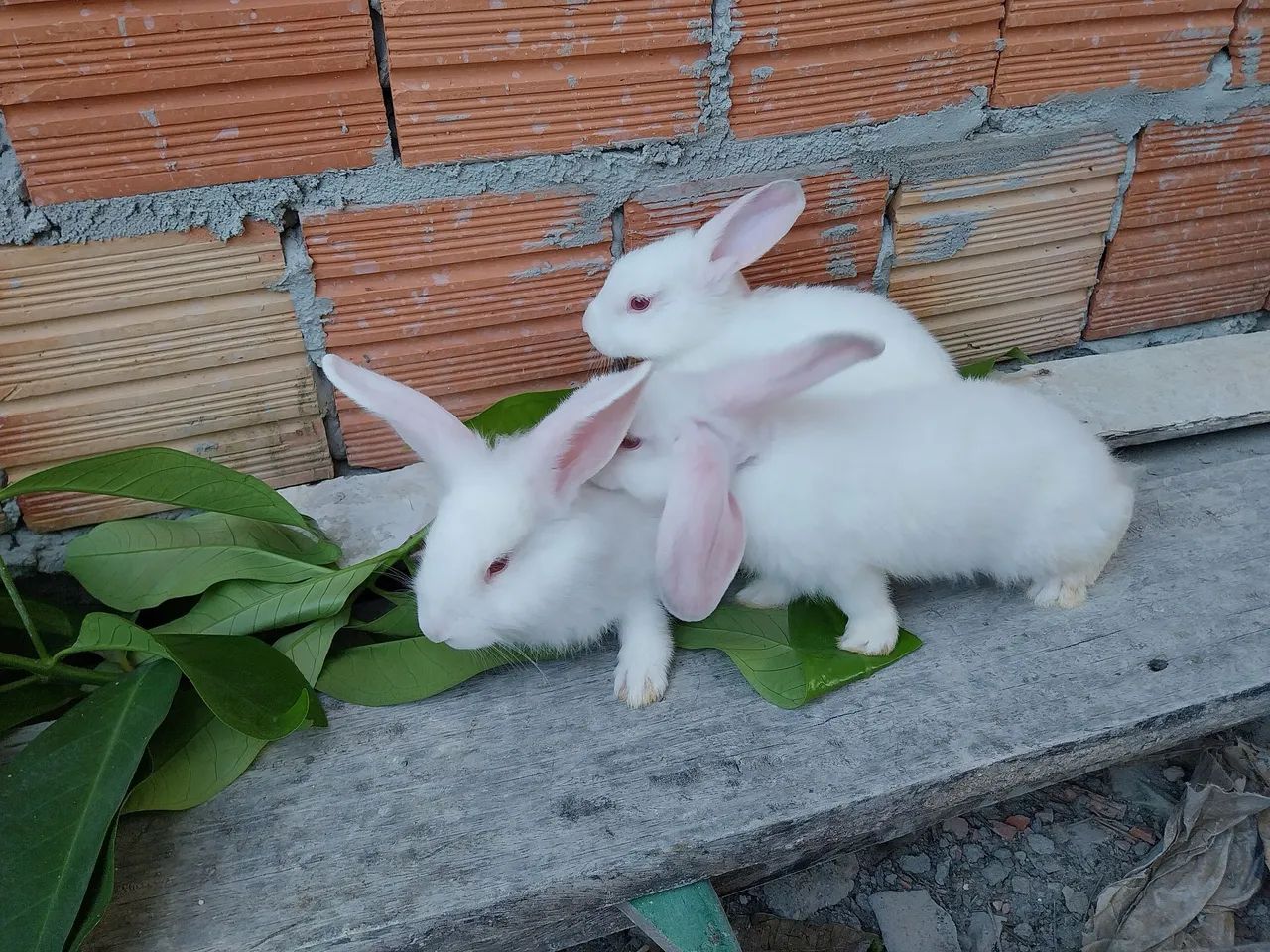Coelhos - Foto 4