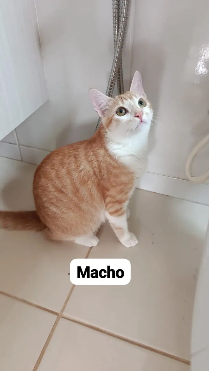 Doação de gatos - Foto 2