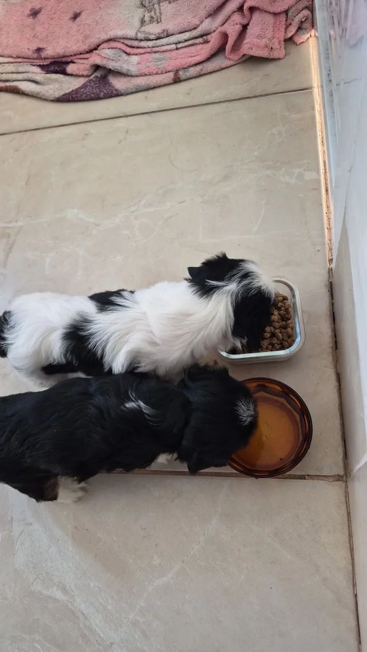 VENDO CACHORRO - Foto 2