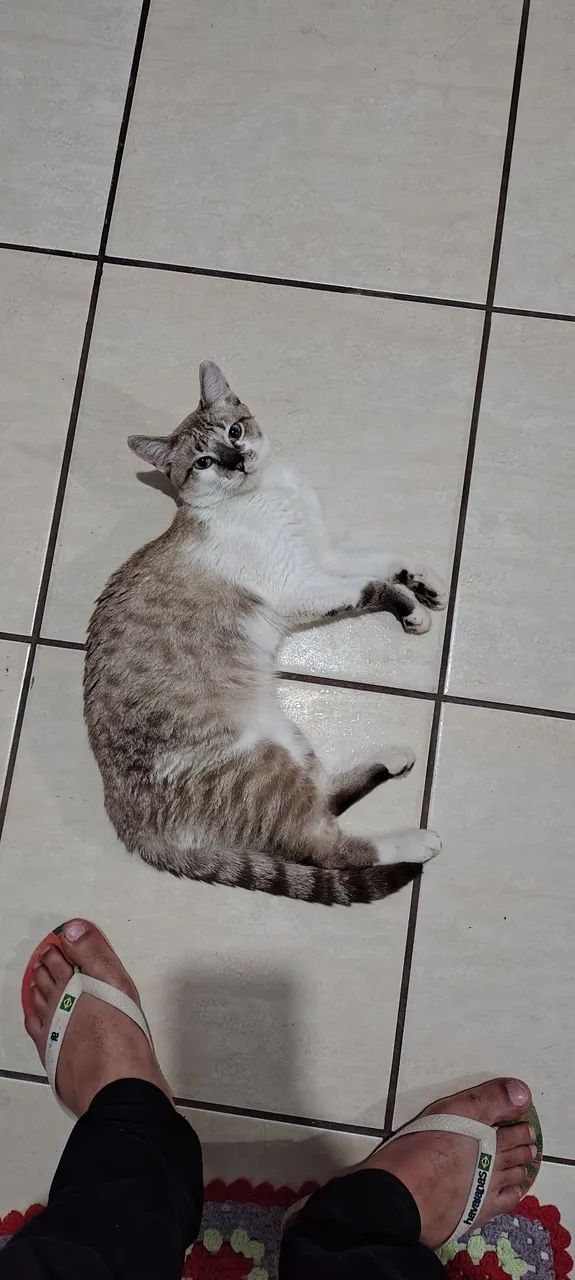 Doa-se gato  - Foto 4