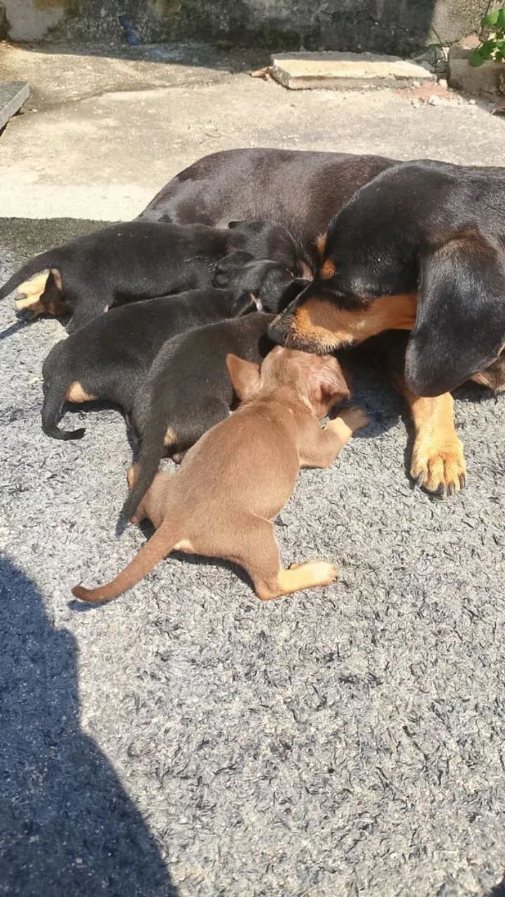 Basset dachshund  - Foto 5