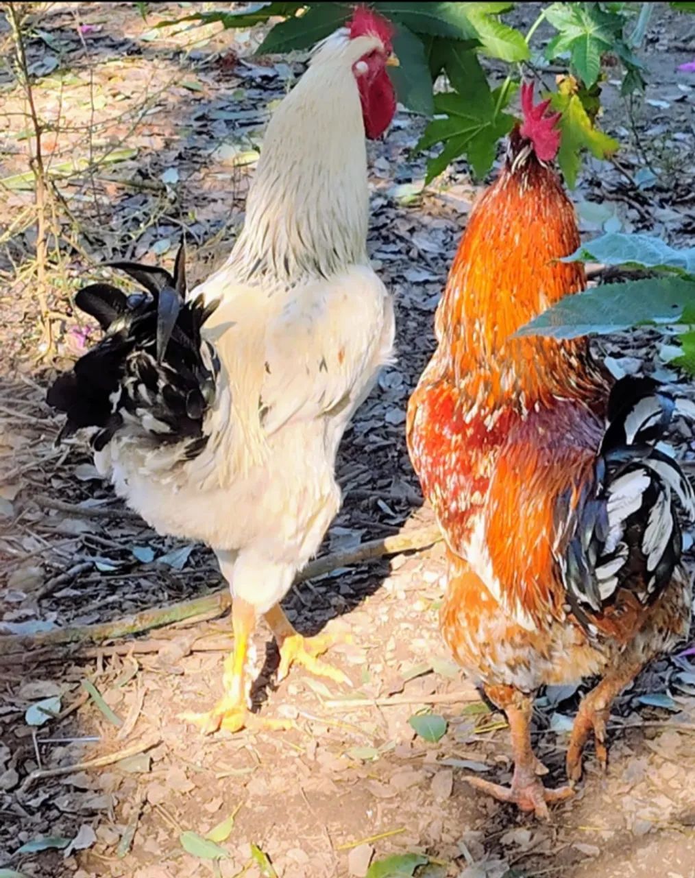 Frango GSB