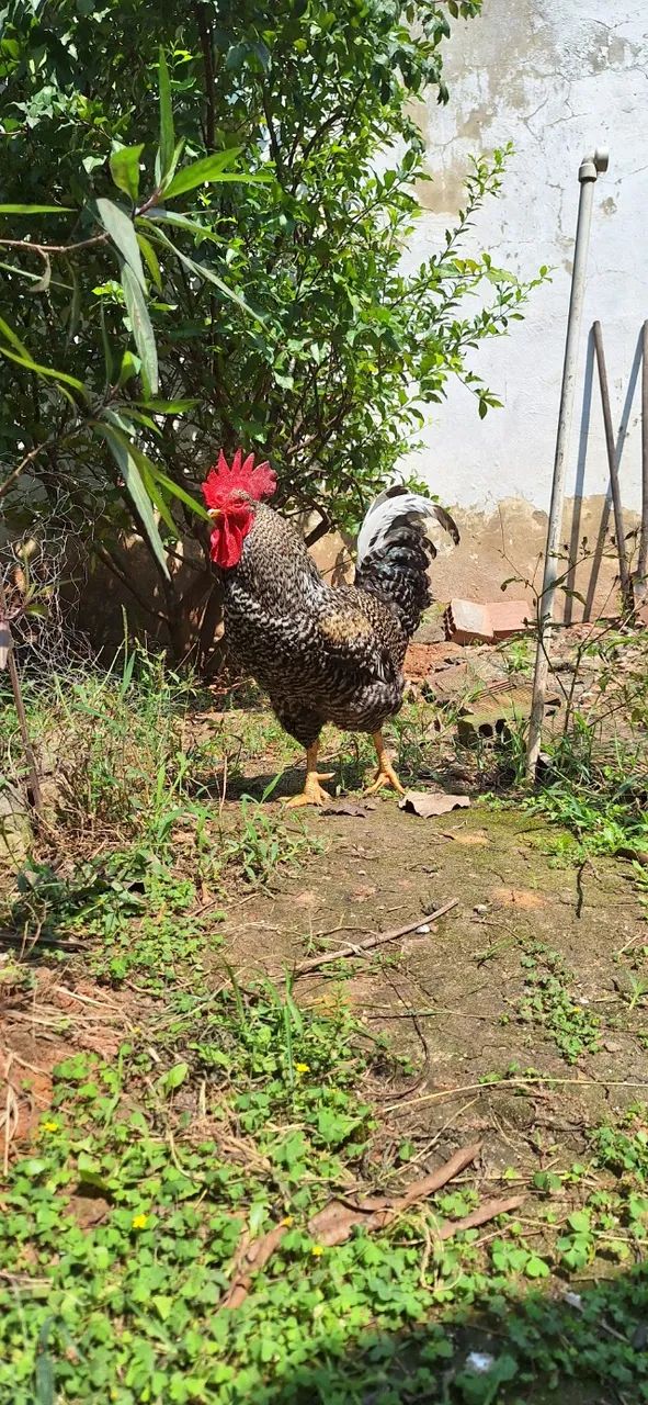 Vendo 5 galos - Foto 3