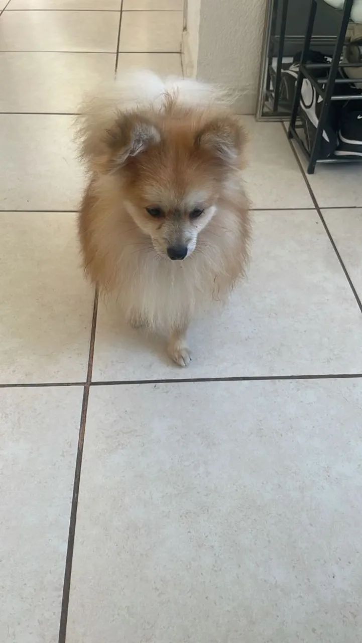 Cachorro  - Foto 5