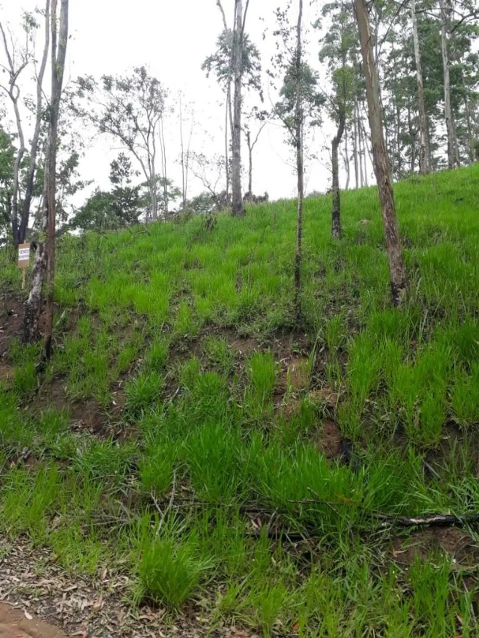 Terreno com 4000m2 próximo a rota do vinho com documentação - Foto 8
