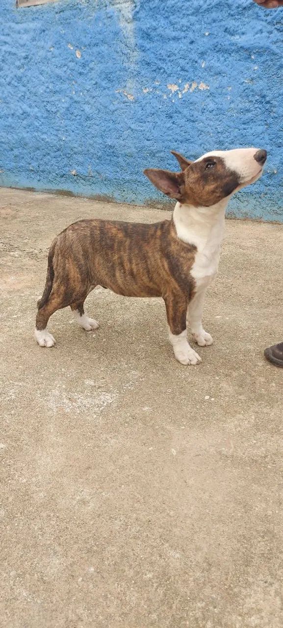 Bull Terrier 