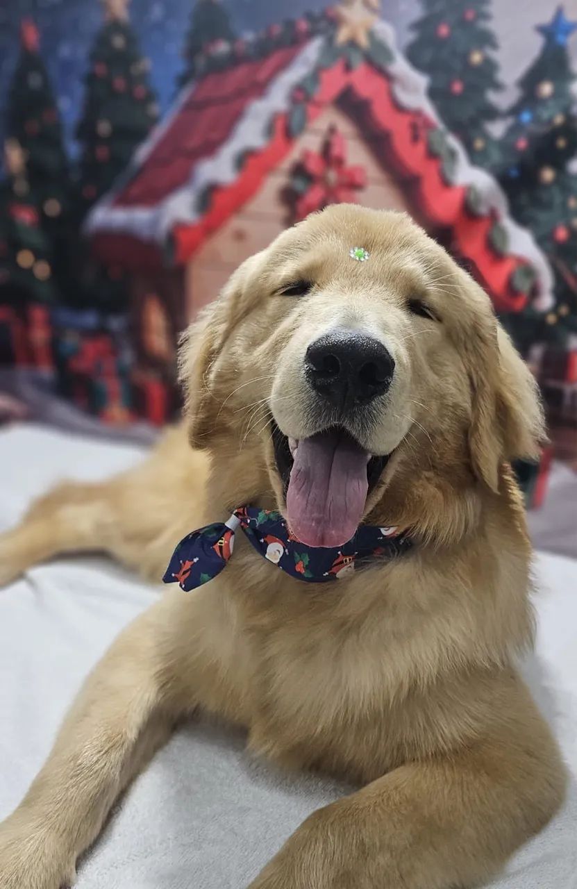 Golden retriever macho