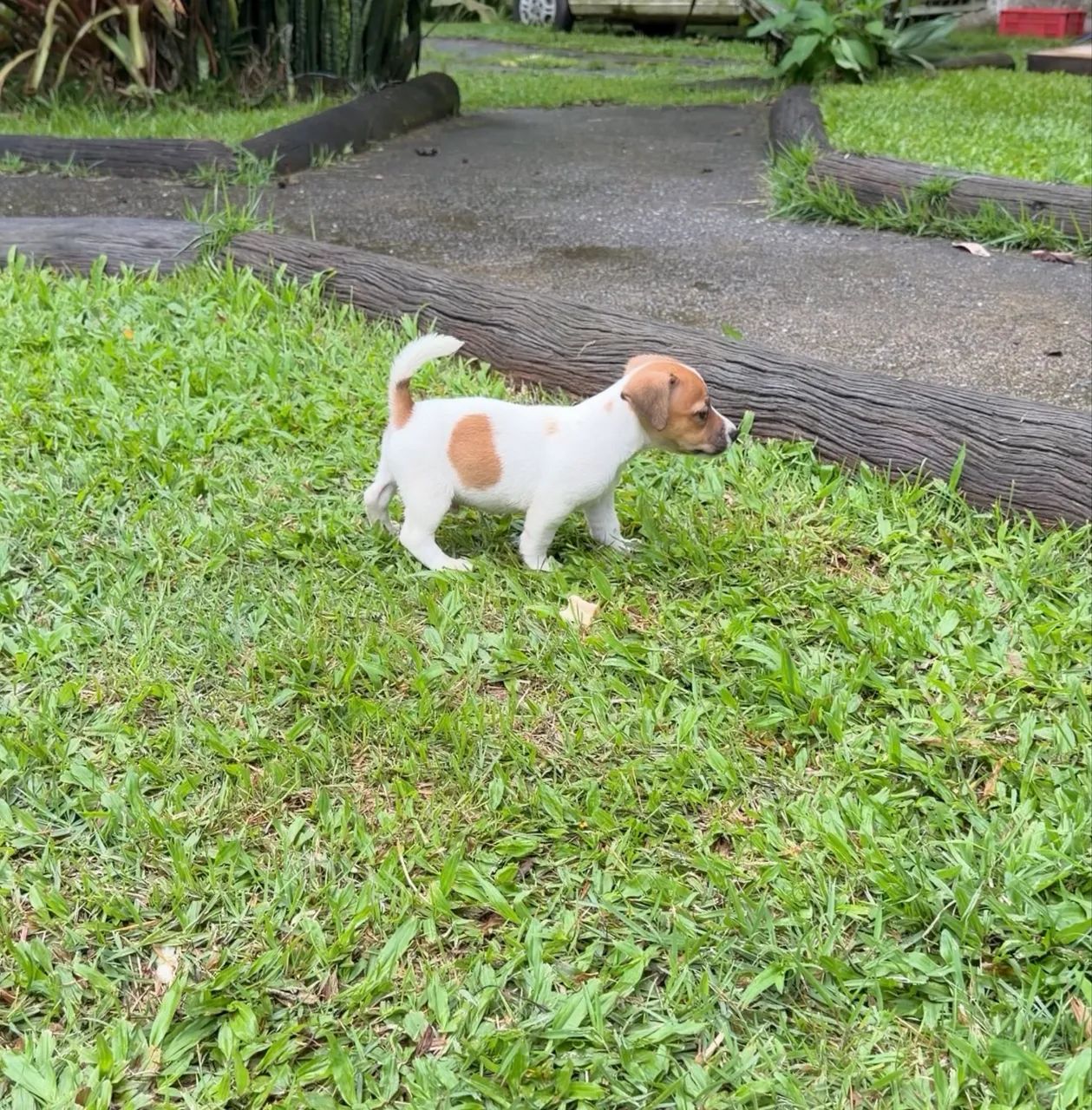  JACK RUSSEL C/ PEDIGREE - Foto 3