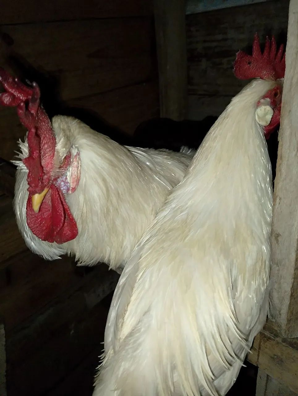 Animais  - Foto 4