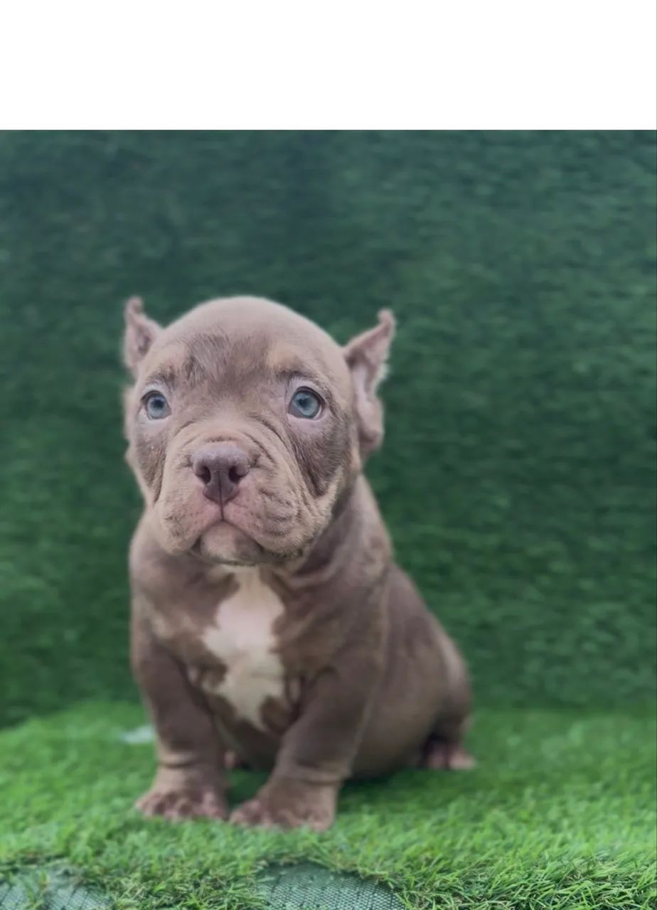 American bully micro macho  - Foto 4
