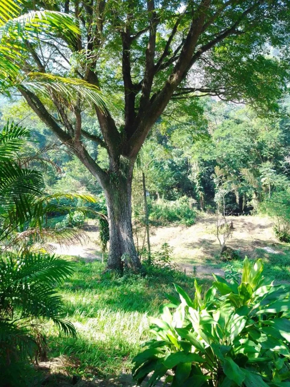 Sítio com 400.000m2 - Foto 2